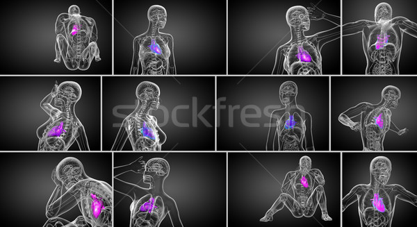 3D medycznych ilustracja ludzi serca Zdjęcia stock © maya2008