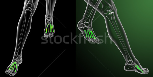 3d rendering medical illustration of the metatarsal bones  Stock photo © maya2008