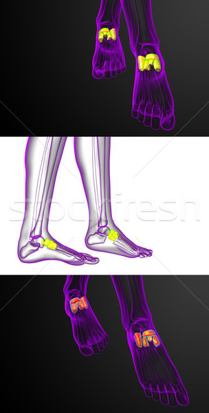 Stock photo: 3d rendering medical illustration of the midfoot bone