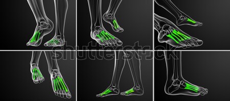 3d rendering illustration of the fibula bone  Stock photo © maya2008