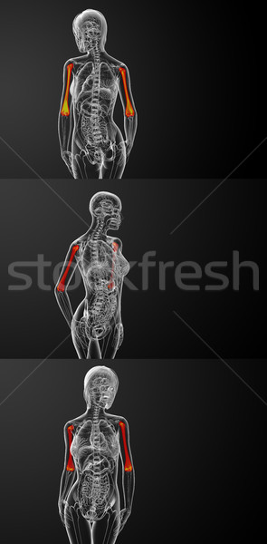 3D medici illustrazione ossa Foto d'archivio © maya2008