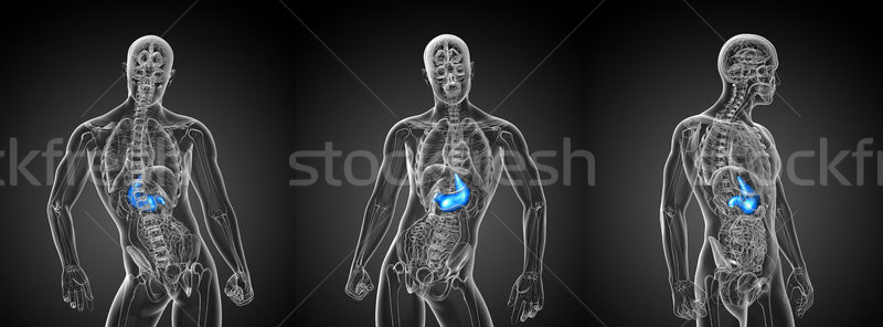 Foto d'archivio: 3D · medici · illustrazione · stomaco