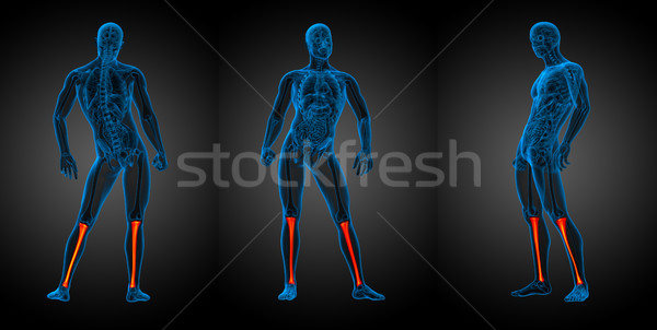 3d rendering medical illustration of the tibia bone Stock photo © maya2008