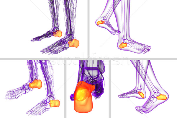 3D Rendering medizinischen Illustration Knochen Fuß Stock foto © maya2008