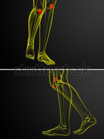 3d rendering  medical illustration of the patella bone Stock photo © maya2008