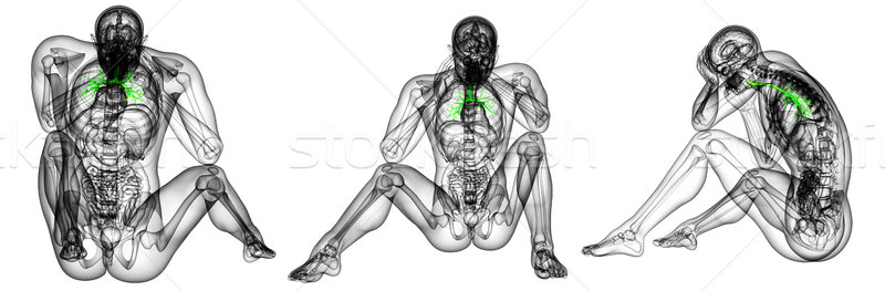 3D rendering medical illustration of the male bronchi Stock photo © maya2008