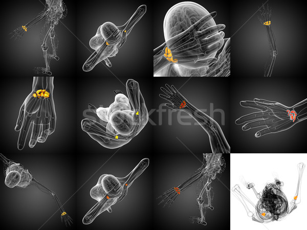 Stock photo: 3d rendering illustration of the human carpal bones 
