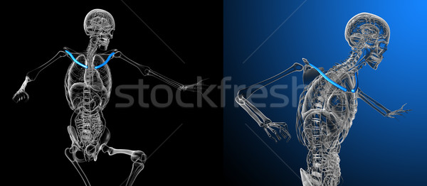 3d rendering medical illustration of the clavicle bone Stock photo © maya2008