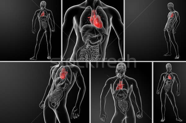 3d rendering human heart anatomy Stock photo © maya2008