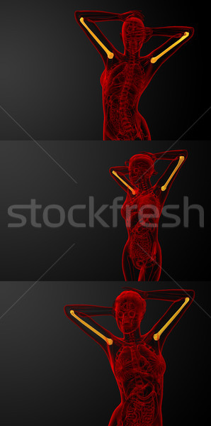 Сток-фото: 3D · медицинской · иллюстрация · кость