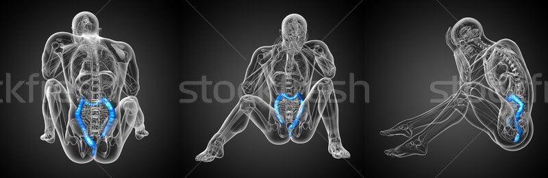 3d rendering of human digestive system large intestine Stock photo © maya2008
