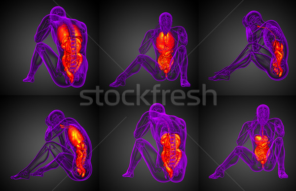3D medische illustratie spijsverteringsorganen ademhalings Stockfoto © maya2008