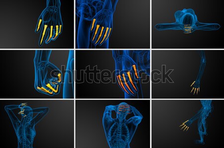 3D Rendering medizinischen Illustration Knochen Stock foto © maya2008