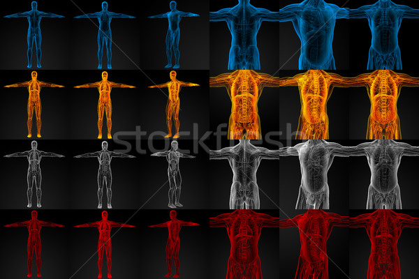 3D rendering illustration of the human anatomy Stock photo © maya2008