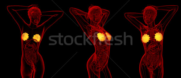 3D Rendering medizinischen Illustration menschlichen Brust Stock foto © maya2008