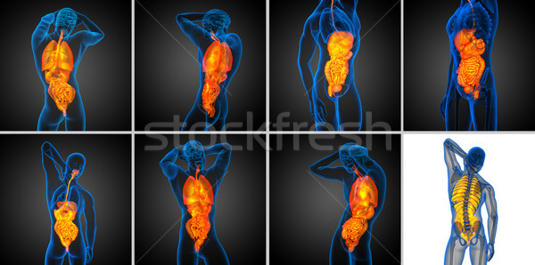 3d rendering medical illustration of the human digestive system  Stock photo © maya2008