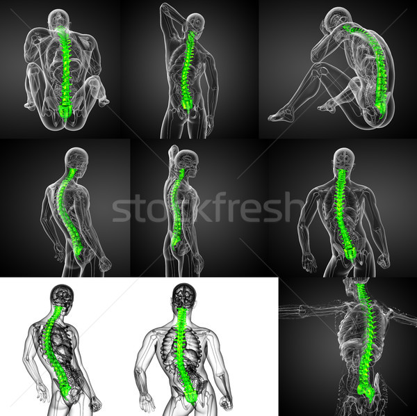 3d rendering medical illustration of the human spine  Stock photo © maya2008