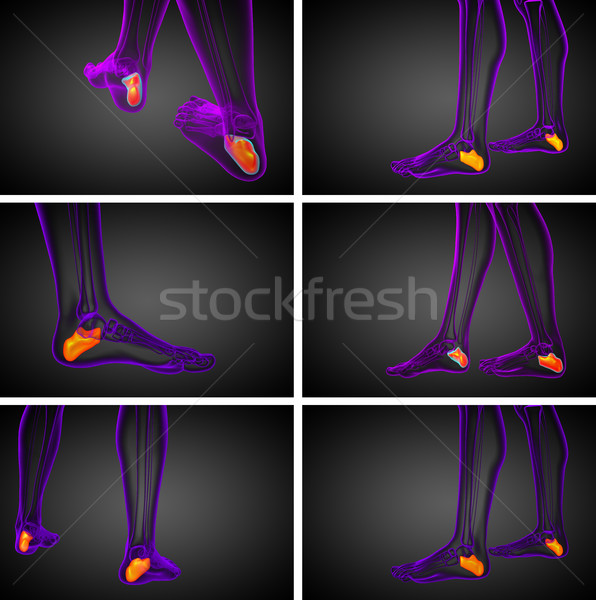3d rendering medical illustration of the calcaneus bone Stock photo © maya2008