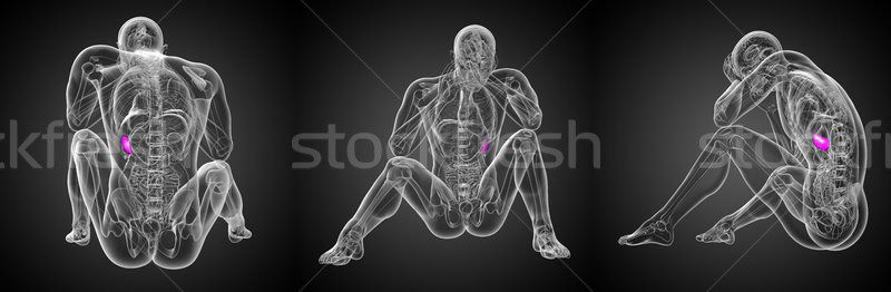 Stock photo: 3d rendering medical illustration of the spleen