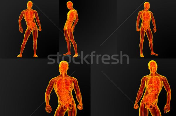 3d render illustration of the male anatomy Stock photo © maya2008