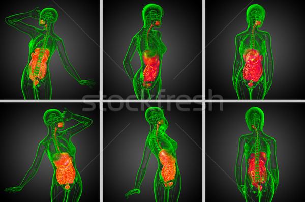 3D medische illustratie menselijke spijsverteringsorganen Stockfoto © maya2008