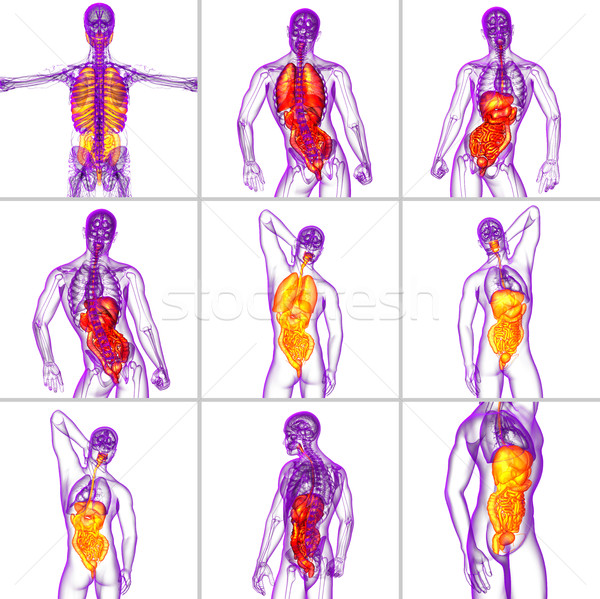 3D médico ilustração humanismo sistema digestivo Foto stock © maya2008
