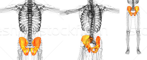 3D medici illustrazione ossa Foto d'archivio © maya2008
