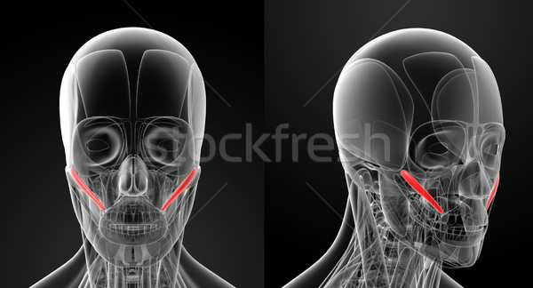Medical ilustrare faţă sănătate piele cap Imagine de stoc © maya2008