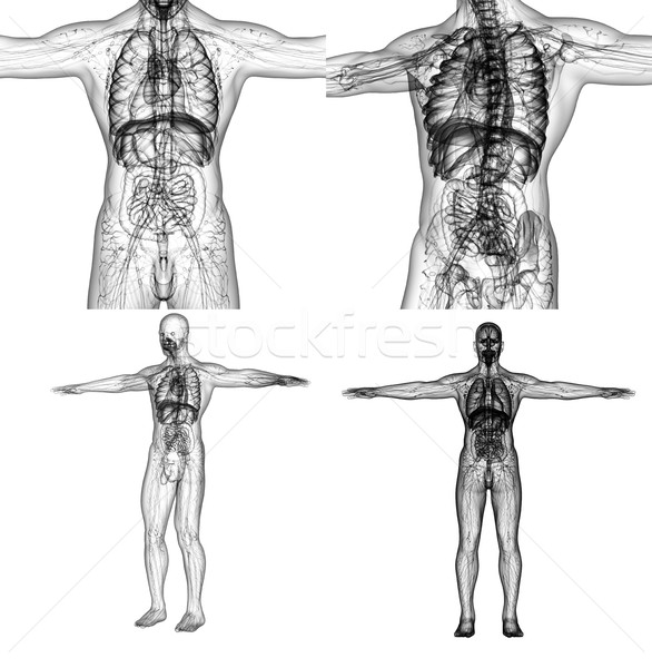 3D medici illustrazione anatomia umana salute Foto d'archivio © maya2008