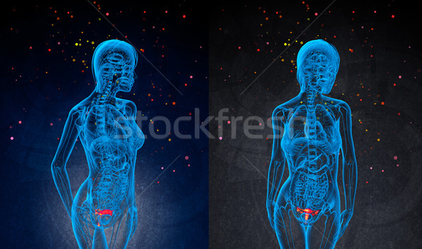 3d rendering medical illustration of the Reproductive System  Stock photo © maya2008