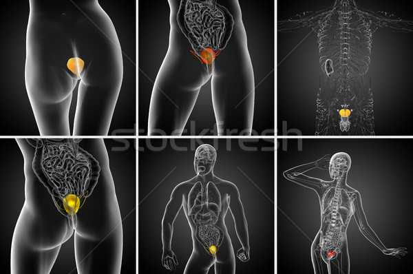 3d rendering medical illustration of the bladder  Stock photo © maya2008