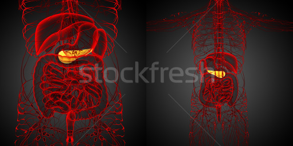 3d rendering medical illustration of the  pancrease  Stock photo © maya2008