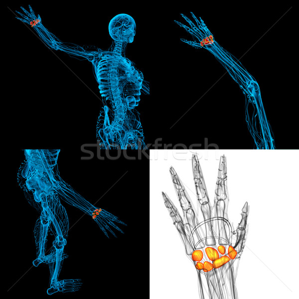 3D rendering illustration of the human carpal bones  Stock photo © maya2008