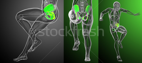 3d rendering medical illustration of the pelvis bone  Stock photo © maya2008