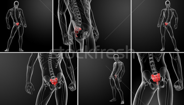 3D Rendering Illustration Knochen Mann medizinischen Stock foto © maya2008