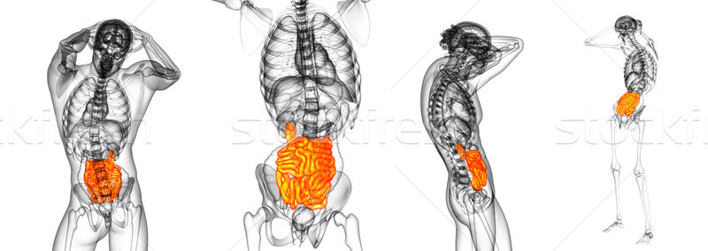3d rendering illustration of the small intestine Stock photo © maya2008