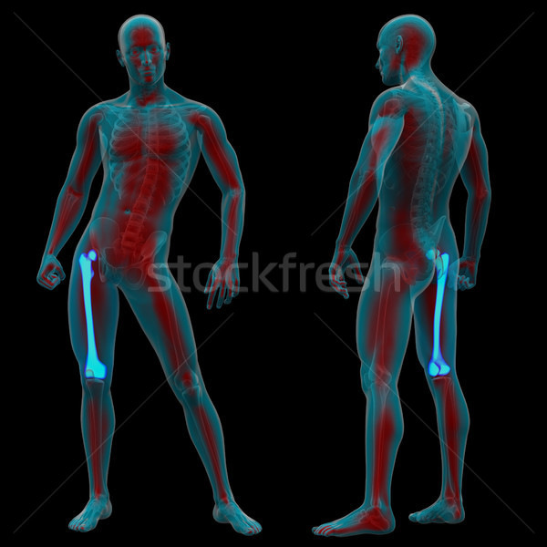 3d rendering medical illustration of the femur bone Stock photo © maya2008