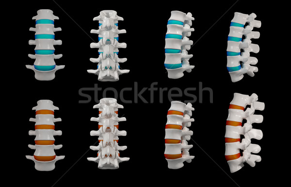 3d rendered - spine structure on black background  Stock photo © maya2008