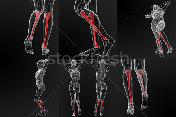 3d rendering illustration of the tibia bone Stock photo © maya2008