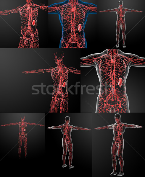 Stock photo: 3D rendering of the lymphatic system