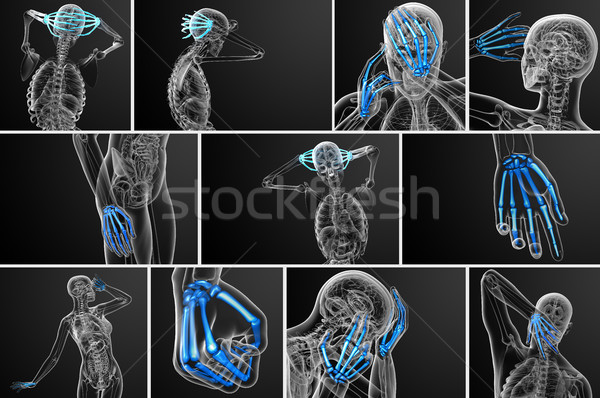 Stock photo: 3d rendering illustration of the skeleton hand 