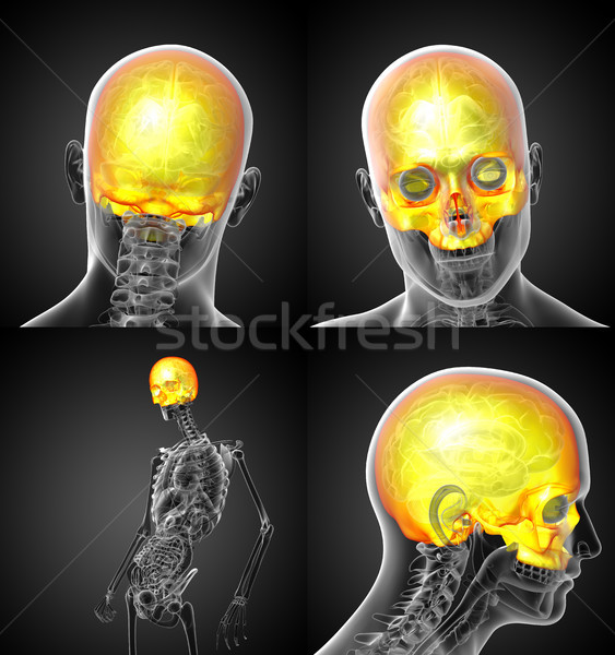 Foto stock: 3D · médico · ilustração · crânio