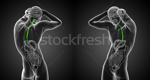 3d render medical illustration of the esophagus Stock photo © maya2008