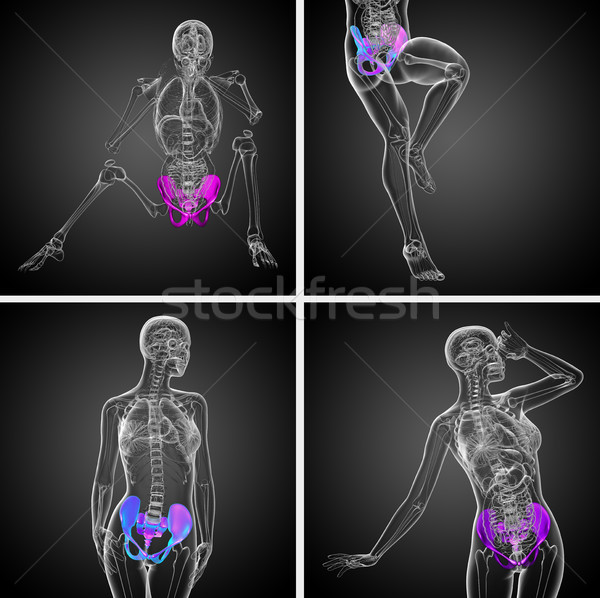 3D rendering medical illustration of the pelvis bone Stock photo © maya2008