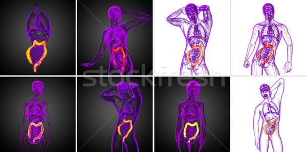 3d rendering human digestive system large intestine Stock photo © maya2008