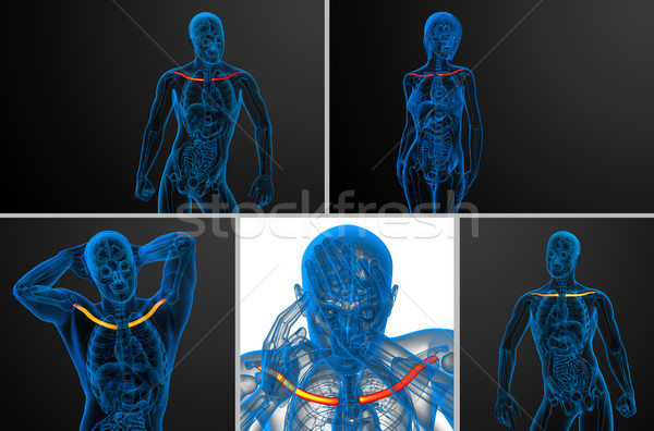 3d rendering  medical illustration of the clavicle bone  Stock photo © maya2008