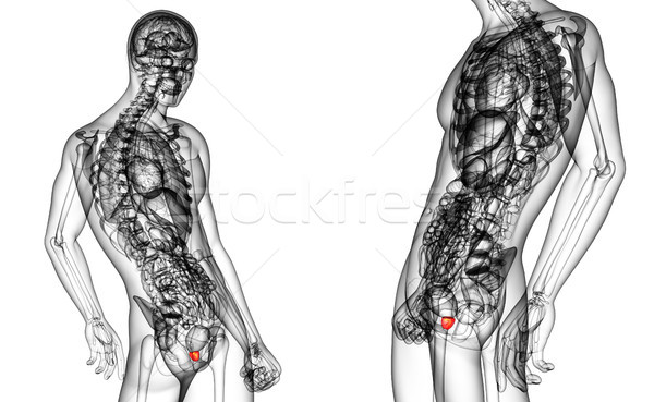 Foto stock: 3D · médico · ilustração · próstata · glândula