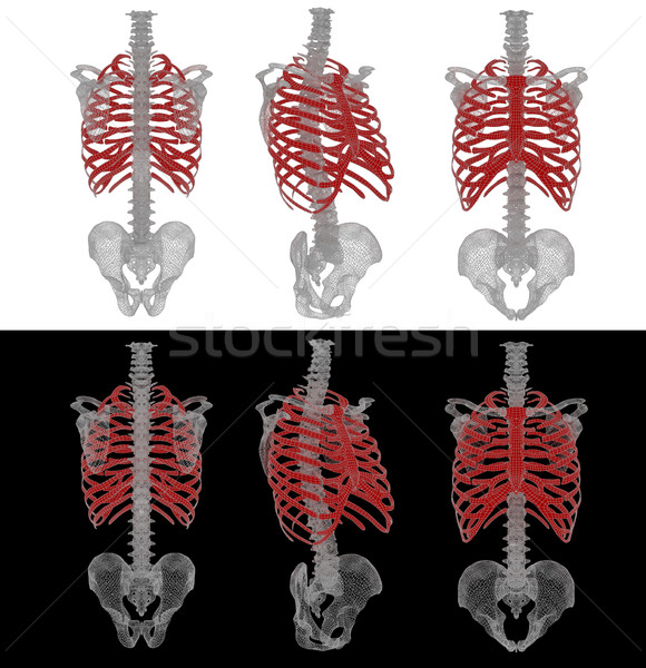Stock photo: 3d rendered illustration of the rib cage