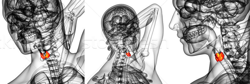 3D ilustrare glanda sănătate Imagine de stoc © maya2008