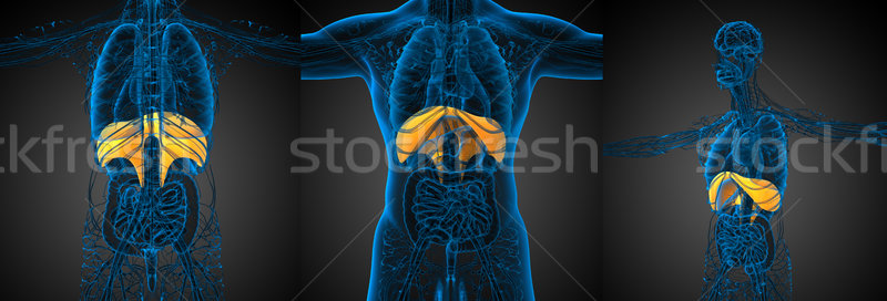 Stock photo: 3d rendering medical illustration of the diaphragm 
